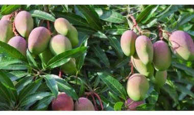 Parliament concerned over scarcity of fruit trees in Rwanda