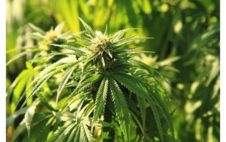 Lowering health risks of cannabis use with new public health guidelines