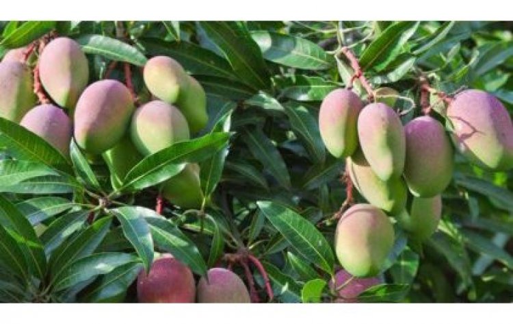 Parliament concerned over scarcity of fruit trees in Rwanda