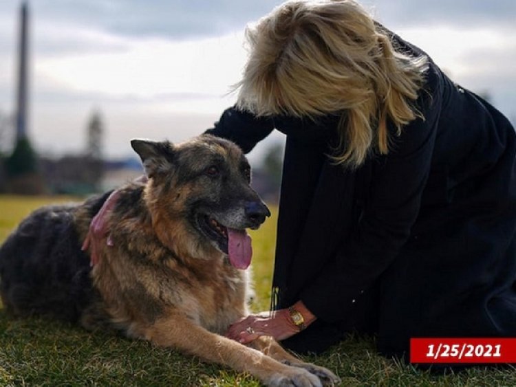 Champ ya mbwa ya Biden yapfuye ibasiga mu gahinda