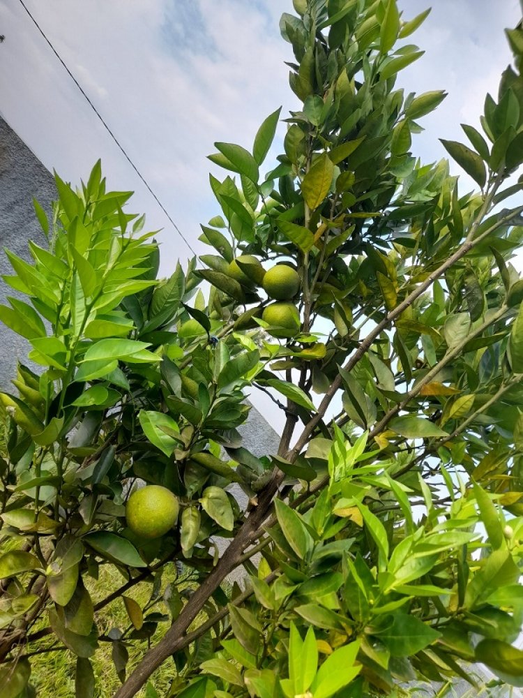 King James wari waratashye ubukwe bwa Meddy muri Amerika yagarutse ku ivuko