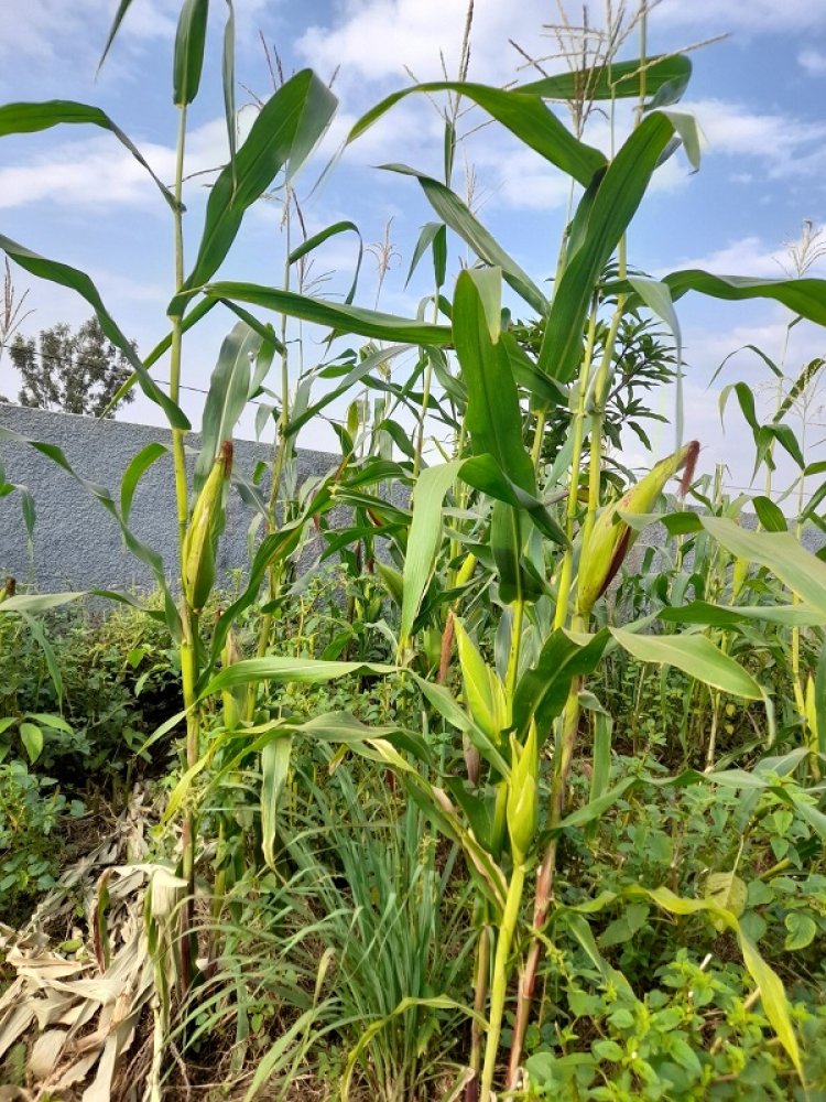 King James wari waratashye ubukwe bwa Meddy muri Amerika yagarutse ku ivuko