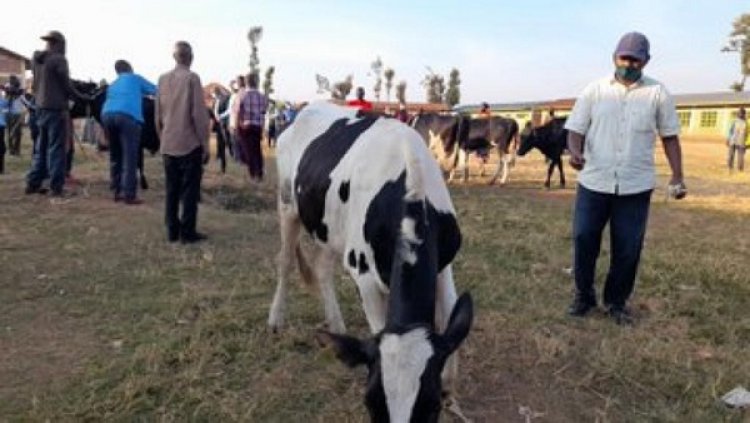 Huye: Abarokotse Jenoside batishoboye bahawe inka   