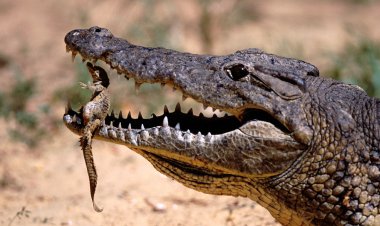 The Crocodile’s Jaw