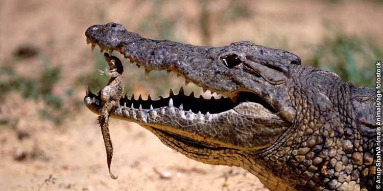 The Crocodile’s Jaw