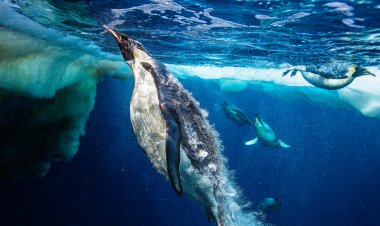 Ibitangaje by’ibaba ry’inyoni yitwa Peguin