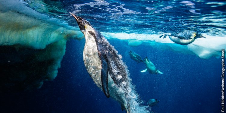 Ibitangaje by’ibaba ry’inyoni yitwa Peguin