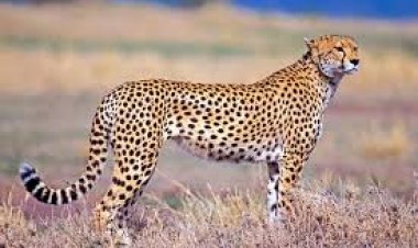 Top 10 of the fastest land mammal animals in the world  - News  Updates