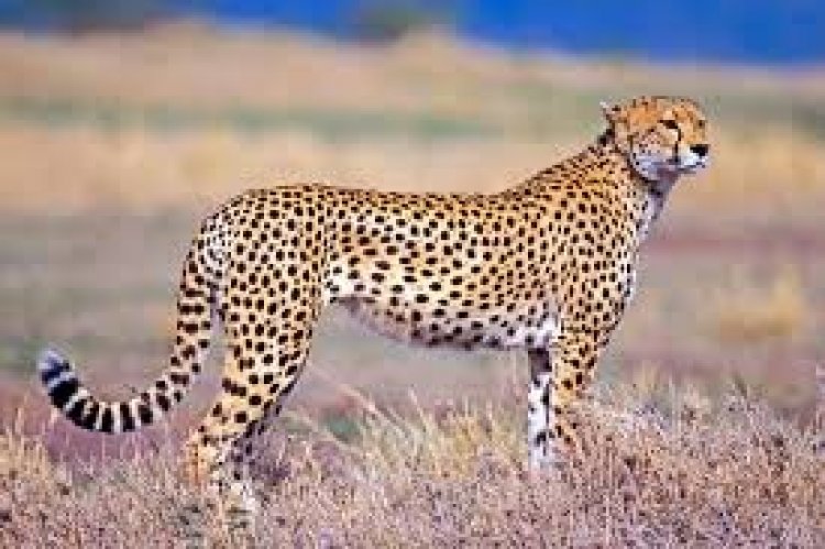 Top 10 of the fastest land mammal animals in the world