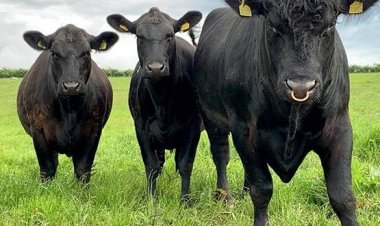 Akarasisi kakozwe n'ibimasa byabazwe kuri noheli.