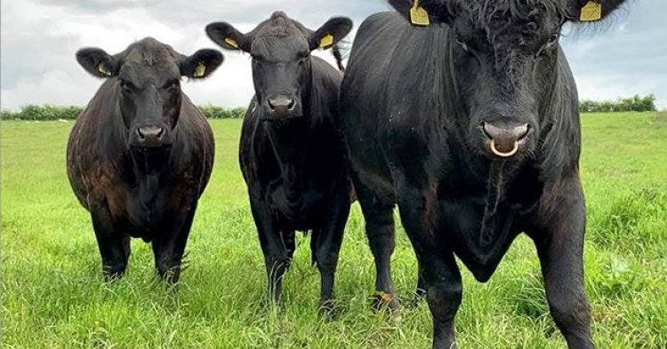 Akarasisi kakozwe n'ibimasa byabazwe kuri noheli.