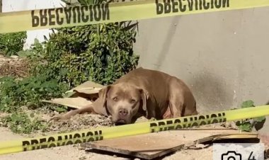 Imbwa ikomeje gutera agahinda abatari bake, kubera ko igitegereje nyiri urugo wishwe