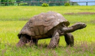 Akanyamasyo kitwa ' Jonathan' gakomeje gutangaza abantu, kubera imyaka yako, ubu kajyiye kuzuza uwa 190