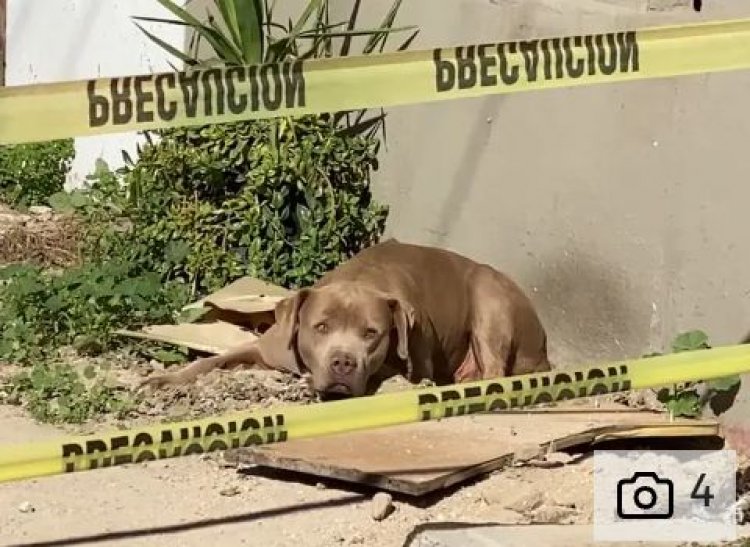 Imbwa ikomeje gutera agahinda abatari bake, kubera ko igitegereje nyiri urugo wishwe