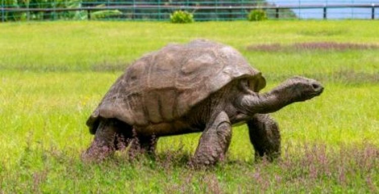 Akanyamasyo kitwa ' Jonathan' gakomeje gutangaza abantu, kubera imyaka yako, ubu kajyiye kuzuza uwa 190