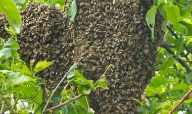 Rubavu: Mayor yagarutse ku muyobozi w’Umudugudu waterereje abaturage inzuki akaba afungiye mu kigo cy’inzererezi