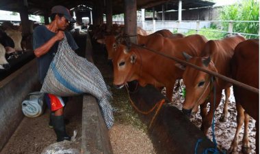 Aborozi batewe inkeke n'udukoko turi gufata amatungo yabo