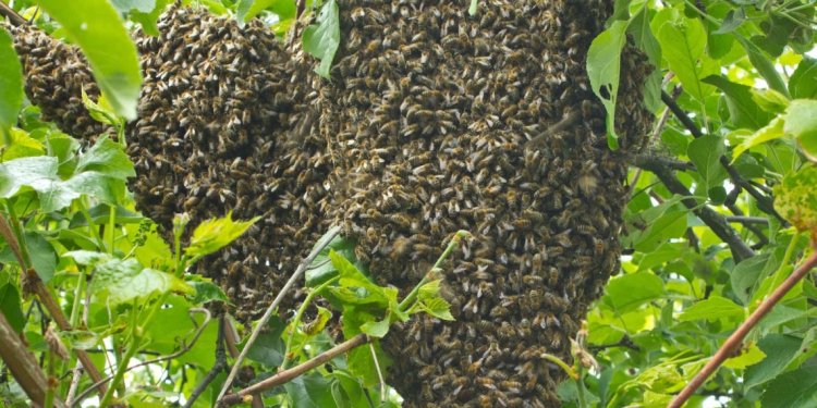 Rubavu: Mayor yagarutse ku muyobozi w’Umudugudu waterereje abaturage inzuki akaba afungiye mu kigo cy’inzererezi