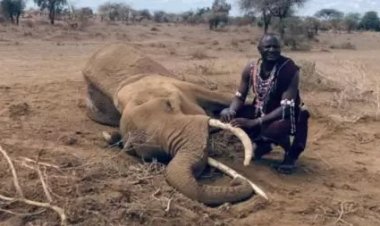 Abanyakenya bababajwe n'ibyo inyamaswa ziri gukorerwa