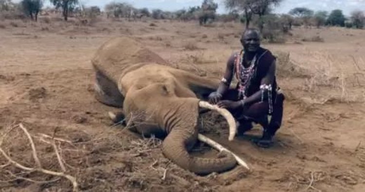 Abanyakenya bababajwe n'ibyo inyamaswa ziri gukorerwa