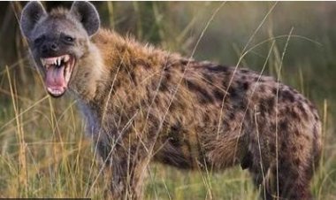 Ibitero by'impyisi byiyongereye ku bari kuryoshya