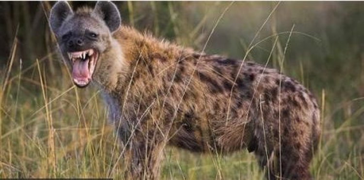 Ibitero by'impyisi byiyongereye ku bari kuryoshya