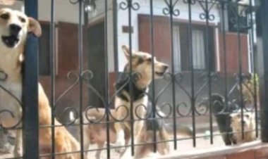 Nyuma yo gupfa, imbwa 5 zituye nyirazo kumurya