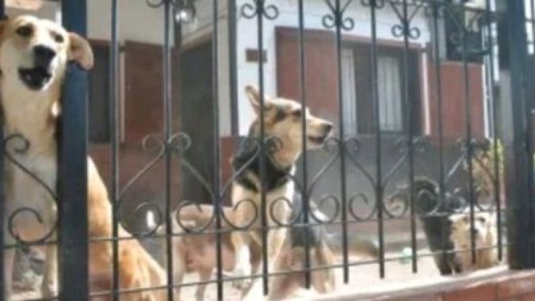 Nyuma yo gupfa, imbwa 5 zituye nyirazo kumurya