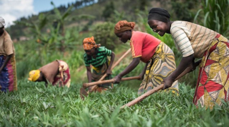 Gasabo Kinyinya: Byinshi kuri kompanyi y'ubuhinzi n'ubworozi" Duhinge Ishimwe  Company  ltd" yakijije abatari bake