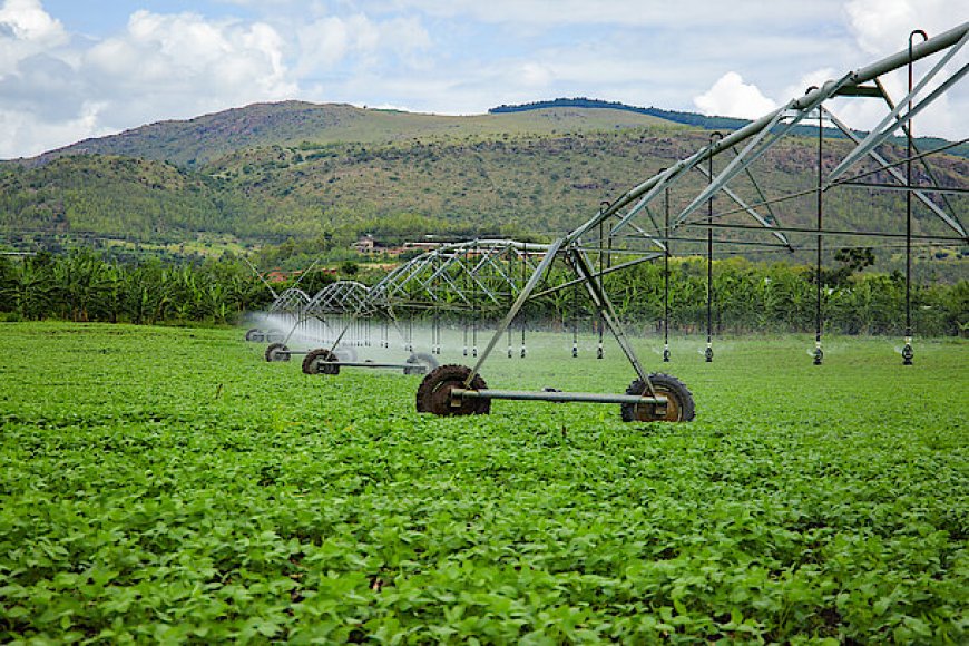 Investment Initiative Strengthens Rwanda’s Agricultural Innovation and Farmer Productivity